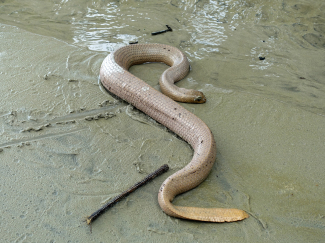 Olive Sea Snake